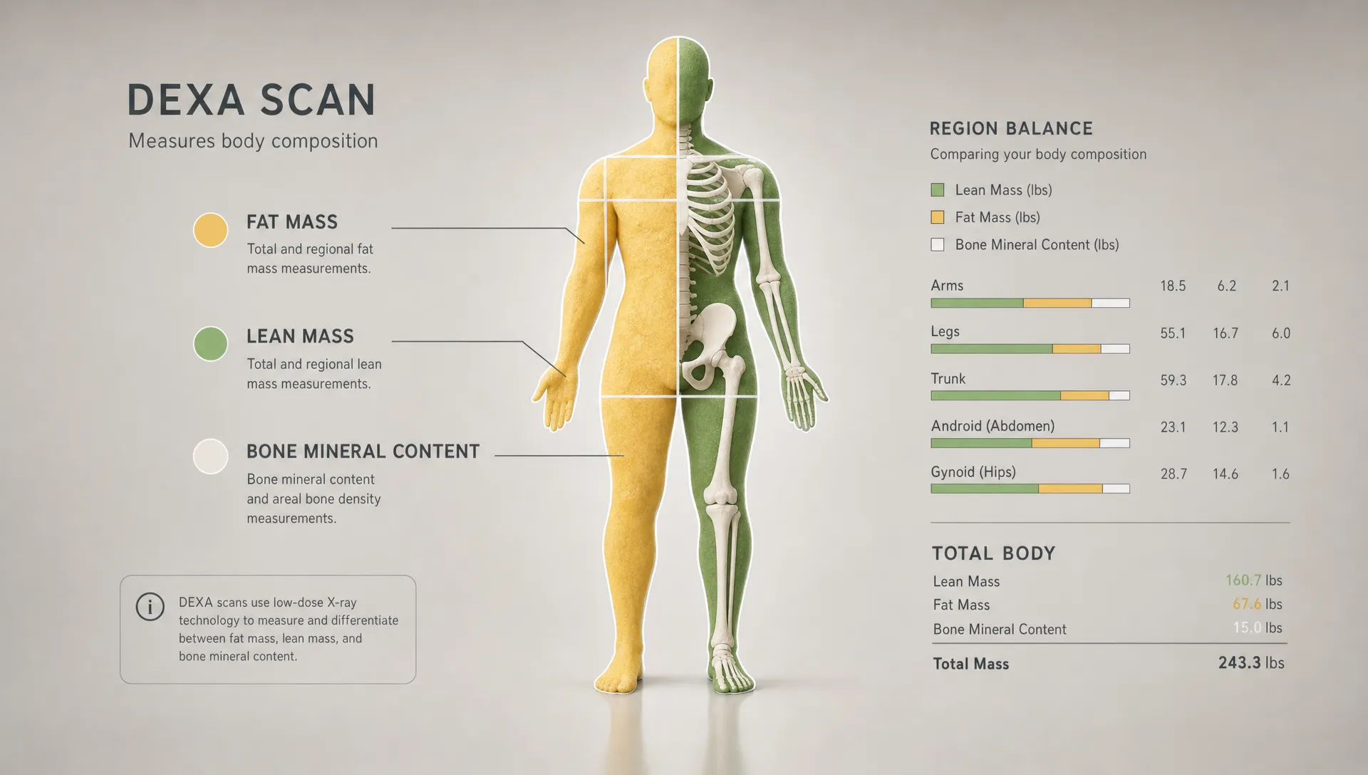 A clean conceptual scene showing a simple body silhouette composed of segmented regions for fat mass, lean mass, and bone-related measurements, with subtle measurement lines and a small region-balance graphic around it, all floating in a spacious neutral background. No people in frame. The composition should feel like a clear explanation of what a DEXA scan measures, emphasizing comparison and interpretation rather than a scan room or desk setup.