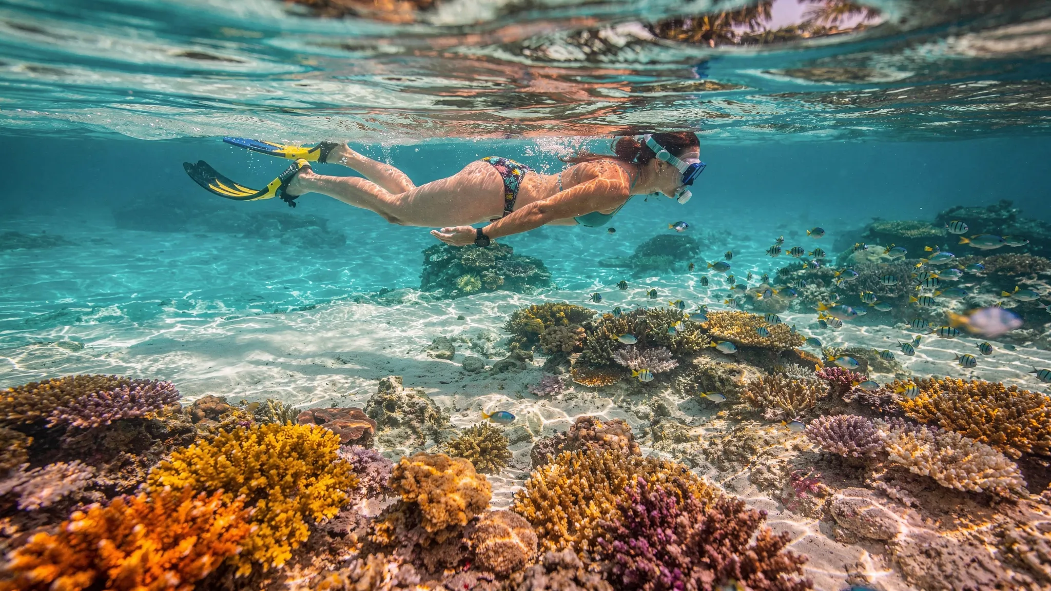 Eine Person schnorchelt über einem flachen Hausriff in klarem türkisfarbenem Wasser, darunter bunte Fischschwärme und Korallenstrukturen in Ufernähe.